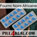 African Black Ant 23